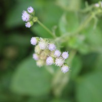 Ageratum conyzoides L.